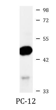 Anti-phospho-MEK1 (Thr286)