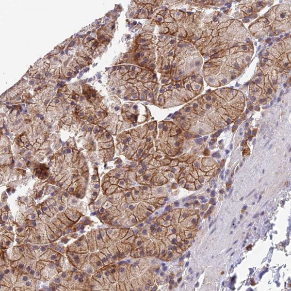 Anti-PEX16