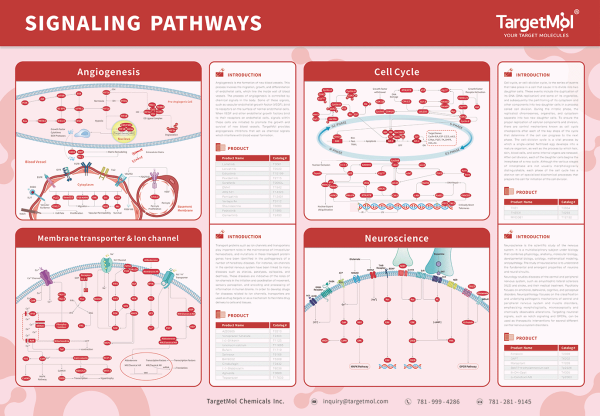 Signaling Pathways Cell Cycle Poster