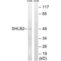 Anti-SH3GLB2