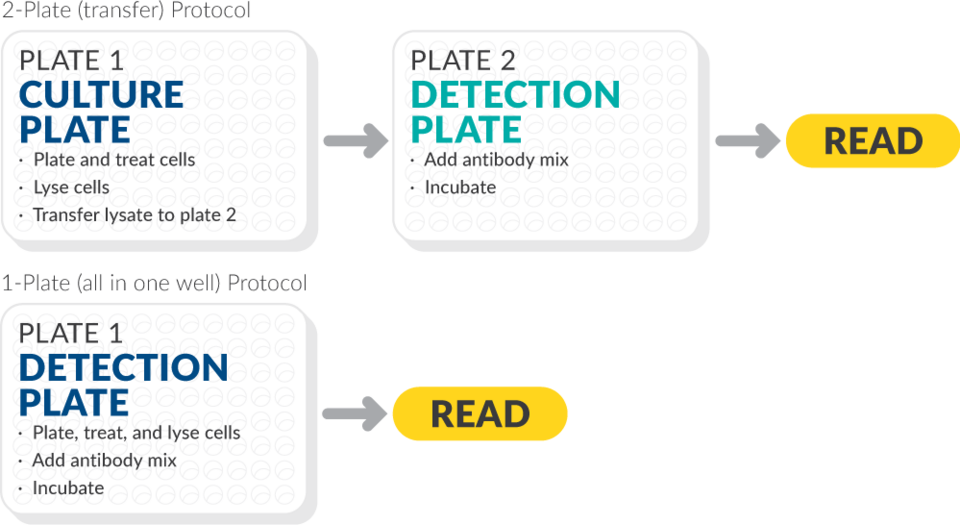 eIF2alpha (Phospho-Ser51) TR-FRET Assay Kit | Cayman Chemical | Biomol.com
