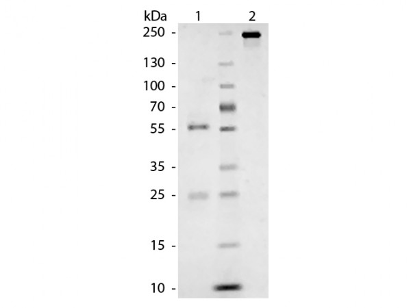 CAT IgG whole molecule