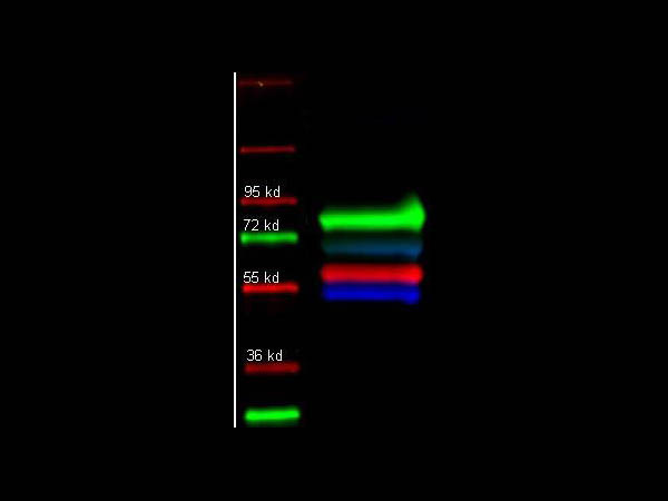 Anti-Human IgG (H&amp;L) [Mouse] Fluorescein conjugated