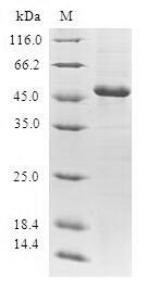 Grancalcin (GCA), human, recombinant