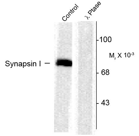 Anti-phospho-Synapsin 1 (Ser603)