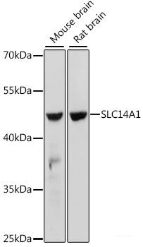 Anti-SLC14A1