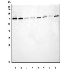 Anti-TCF4 / Transcription factor 4