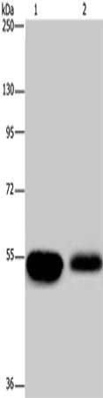 Anti-APBA1