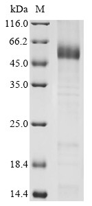 EGF-like repeat and discoidin I-like domain-containing protein 3 (EDIL3), human, recombinant