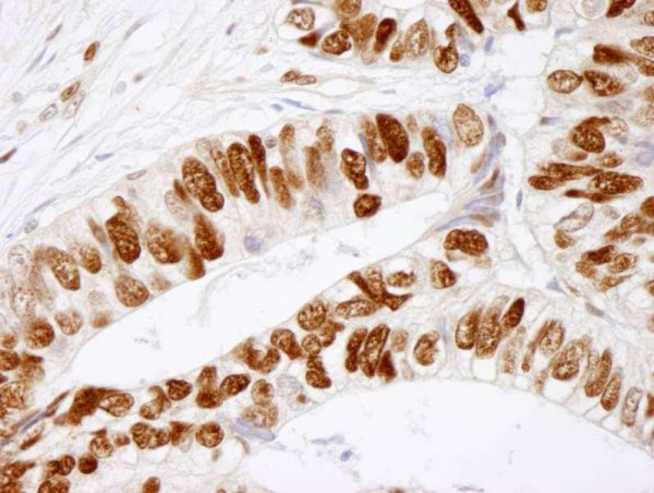 Anti-phospho-MCM2 (Ser41) (IHC)