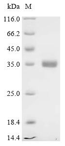 Peptide YY-like (PYY), recombinant Chicken