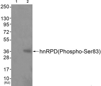 Anti-Phospho-HNRNPD (Ser83)