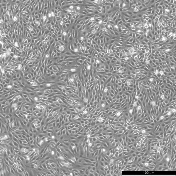 9L/lacZ Cells