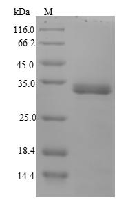 Attachment invasion locus protein (ail), Yersinia enterocolitica, recombinant