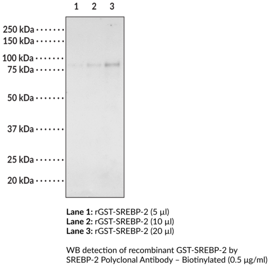 Anti-SREBP-2 - Biotinylated