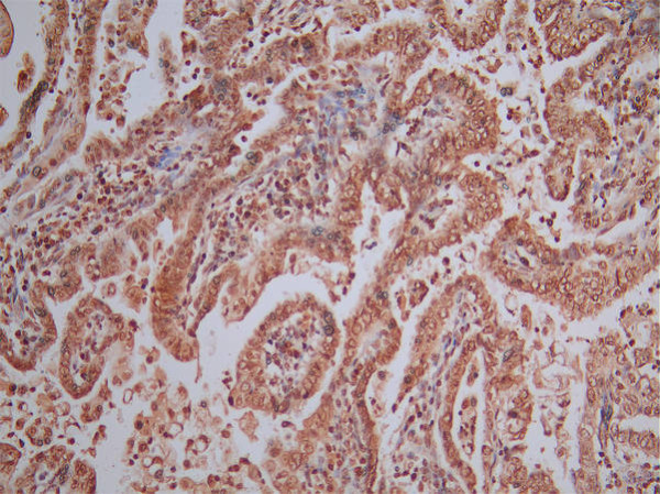Anti-AIFM1, recombinant clone 16D10