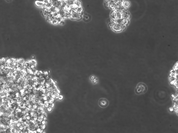 SCLC-24H Cells