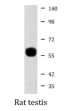 Anti-RAD9A, clone 3A3-A7-F8