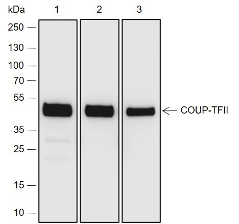 Anti-Recombinant COUP-TFII, clone A696