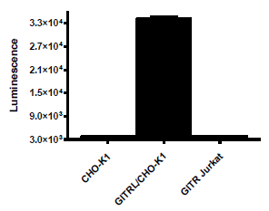 GITRL CHO-K1 Recombinant Cell Line