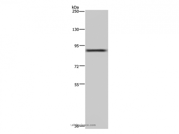 Anti-CUL3