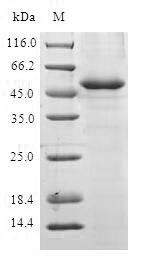 Anaphase-promoting complex subunit 10 (ANAPC10), human, recombinant