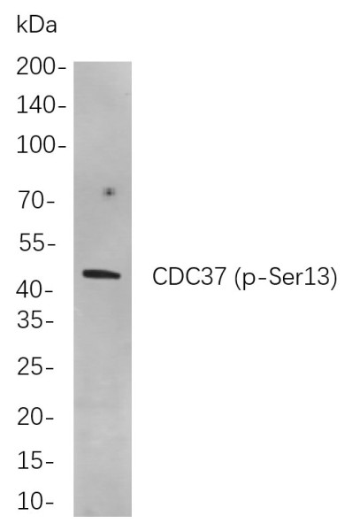 Anti-Recombinant Phospho-CDC37 (Ser13), clone 6C12
