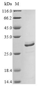 Amelogenin, X isoform (AMELX), human, recombinant