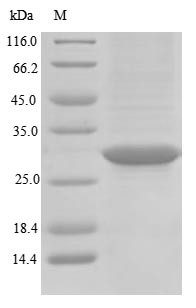 Rhodopsin (RHO), partial, swine, recombinant