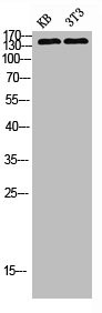 Anti-PLCG2
