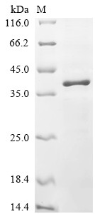 B-cell CLL/lymphoma 7 protein family member A (BCL7A), human, recombinant