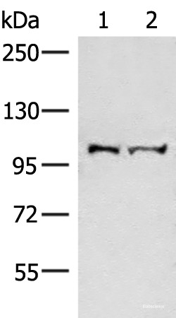 Anti-EFTUD2