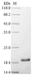 Fibroblast growth factor 2 (FGF2), bovine, recombinant