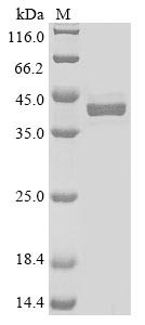 Alpha-2-macroglobulin receptor-associated protein (Lrpap1), partial, mouse, recombinant