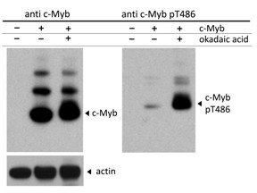 Anti-phospho-c-Myb (Thr486)