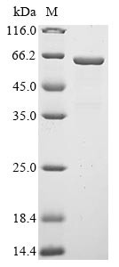 Secretogranin-3 (Scg3), rat, recombinant