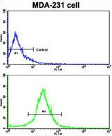 Anti-alpha Actinin-4