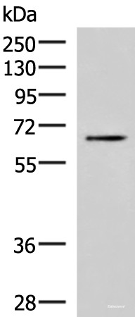 Anti-BRD9