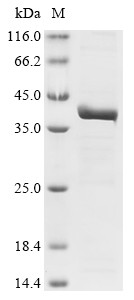 Protein-lysine N-methyltransferase EEF2KMT (Eef2kmt), mouse, recombinant