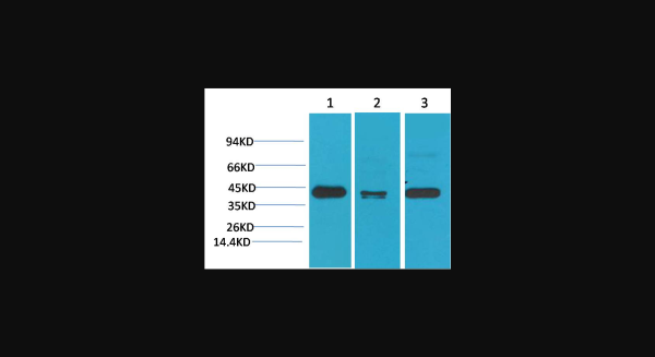 Anti-TBP/TATA Binding Protein, monoclonal