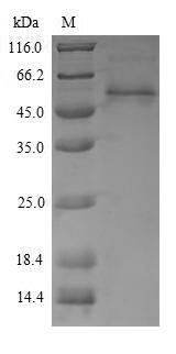 Arginine kinase (AK), Penaeus monodon, recombinant