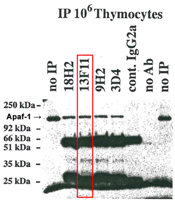 Anti-Apaf-1 (mouse/rat), clone 13F11