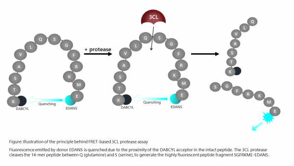 3CL Protease (B.1.1.529, Omicron Variant) (SARS-CoV-2) Assay Kit
