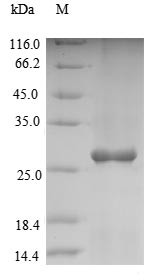 2-Cys peroxiredoxin BAS1, chloroplastic (BAS1), Arabidopsis thaliana, recombinant