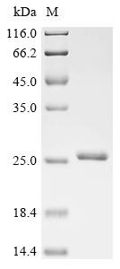 Hemagglutinin component of the neurotoxin complex (ha17), Clostridium botulinum, recombinant
