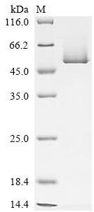 TATA-box-binding protein 1 (TBP1), Arabidopsis thaliana, recombinant