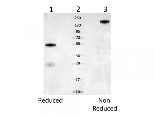 Anti-Albumin, mouse serum