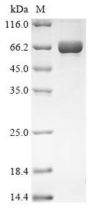 Calmodulin-domain protein kinase 1 (CDPK1), Toxoplasma gondii, recombinant