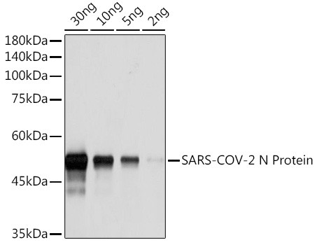 Anti-SARS-CoV-2 N Protein