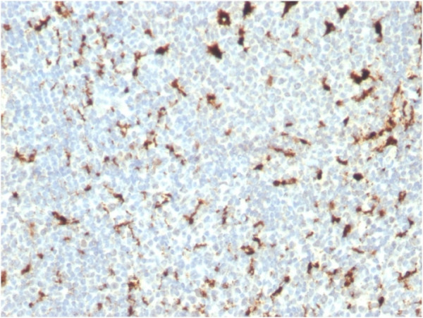 Anti-CD68 (Macrophage Marker), clone C68/2511